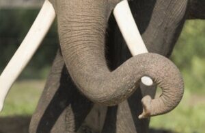 ಹಾಸನ: ಕಾಡಾನೆ ದಾಳಿಗೆ ಬಲಿಯಾದ ರೈತ