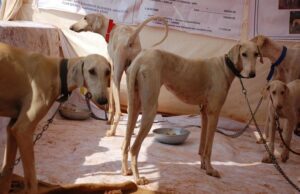 ಪ್ರಧಾನಮಂತ್ರಿ ಅವರ ವಿಶೇಷ ಭದ್ರತಾ ಪಡೆಗೆ ಮುಧೋಳ ಶ್ವಾನ ಸೇರ್ಪಡೆ