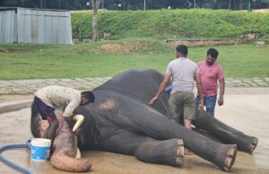 ದಸರಾ ಗಜಪಡೆಗೆ ಸರಳ ತಾಲೀಮು