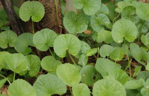 ಉತ್ತಮ ಆರೋಗ್ಯಕ್ಕೆ ಒಂದೆಲಗ ಮನೆಮದ್ದು