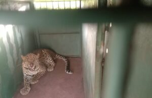 ಮೈಸೂರು: ಜಮೀನಿನಲ್ಲಿಟ್ಟಿದ್ದ ಬೋನಿಗೆ ಬಿದ್ದ ಚಿರತೆ