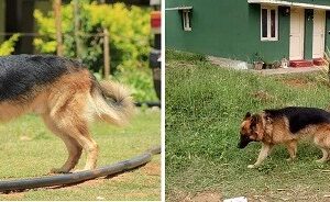 ಕಾಡುಗಳ್ಳರಿಗೆ ಸಿಂಹಸ್ವಪ್ನವಾಗಿದ್ದ ಬಂಡೀಪುರದ ರಾಣಾ ಇನ್ನಿಲ್ಲ