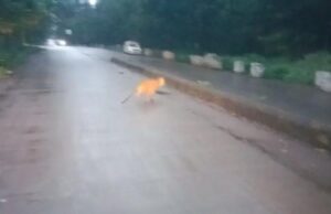 ಬೆಳಗಾವಿ: ರಾಜಾರೋಷವಾಗಿ ರಸ್ತೆ ಪಕ್ಕದಲ್ಲಿ ಓಡಾಡಿದ ಚಿರತೆ