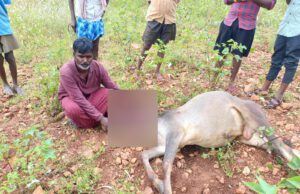 ಗುಂಡ್ಲುಪೇಟೆ: ಹುಲಿ ದಾಳಿ, ಎತ್ತು ಸಾವು