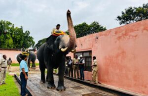 ದಸರಾ ಗಜಪಡೆಯ ತೂಕ ಪ್ರಕ್ರಿಯೆ: ಅರ್ಜುನನೇ ಬಲಶಾಲಿ