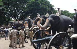 ನಾಡಹಬ್ಬ ದಸರಾ: ಗಜಪಡೆಗೆ ಫಿರಂಗಿ ತಾಲೀಮು- ಬೆದರಿದ ಸುಗ್ರೀವ, ಪಾರ್ಥಸಾರಥಿ