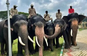 ಇಂದು ಗಜಪಡೆಯ ಎರಡನೇ ತಂಡ ಕಾಡಿನಿಂದ ನಾಡಿಗೆ ಆಗಮನ