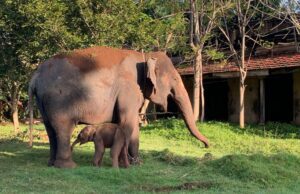 ಮೈಸೂರು: ಗಂಡು ಮರಿಗೆ ಜನ್ಮ ನೀಡಿದ ದಸರಾ ಆನೆ ಲಕ್ಷ್ಮಿ