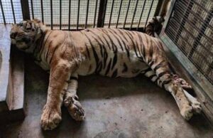 ಬನ್ನೇರುಘಟ್ಟ ಮೃಗಾಲಯದಲ್ಲಿ ಮೂರು ತಿಂಗಳಲ್ಲಿ 3 ಹುಲಿ ಸಾವು: ಸೋಂಕು ಹರಡಿರುವ ಶಂಕೆ