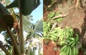 ಬಾಳೆಗೊನೆಗೆ ಬೆಲೆ ಏರಿಕೆ: ಕಂಡಕಂಡಲ್ಲಿ ಫಸಲು ಕದಿಯುತ್ತಿರುವ ಕಳ್ಳರು