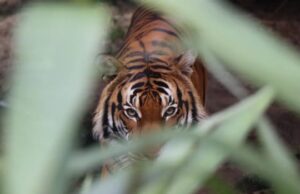 ಗುಂಡ್ಲುಪೇಟೆ: ದೇಹದ ಮುಕ್ಕಾಲು ಭಾಗ ತಿಂದು ಹಾಕಿದ ಹುಲಿ