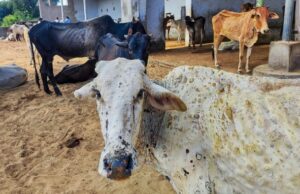 ಗರ್ಭಧರಿಸಿದ್ದ ಗೋ ಹತ್ಯೆ : ವಿಕೃತಿ ಮೆರೆದ ದುರುಳರು