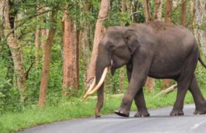 ಶಿವಮೊಗ್ಗ: ಕಾಡಾನೆ ದಾಳಿಗೆ ಕೃಷಿ ಕಾರ್ಮಿಕ ಸಾವು