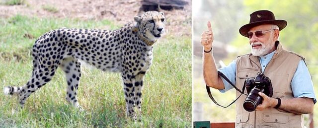 cheetah-modi1674795107
