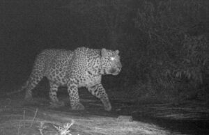 ನರಭಕ್ಷಕ ಚಿರತೆ ದಾಳಿಗೆ ಮತ್ತೊಂದು ಬಲಿ: ಕಂಡಲ್ಲಿ ಗುಂಡಿಕ್ಕಲು ಆದೇಶ