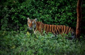 ರಾಜಸ್ಥಾನ: ರಣಥಂಬೋರ್ ರಾಷ್ಟ್ರೀಯ ಉದ್ಯಾನದಲ್ಲಿ 25 ಹುಲಿಗಳು ನಾಪತ್ತೆ