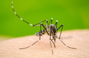 ಹಾಸನ: ಡೆಂಗ್ಯೂಗೆ ವೈದ್ಯಕೀಯ ವಿದ್ಯಾರ್ಥಿ ಬಲಿ