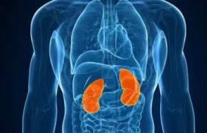 ಕಿಡ್ನಿ ಸ್ಟೋನ್ ಸಮಸ್ಯೆ ಪರಿಹರಿಸುವ ʼಮನೆಮದ್ದುʼ ತಿಳಿಯಲು ಈ ಸುದ್ದಿ ಓದಿ