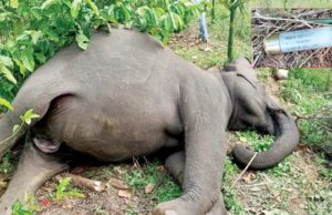 ಮಡಿಕೇರಿ: ಗರ್ಭ ಧರಿಸಿದ್ದ ಕಾಡಾನೆ ಹತ್ಯೆ