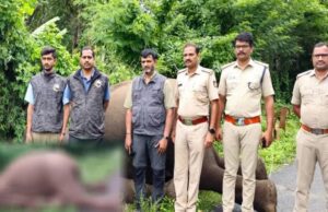 ಮೈಸೂರು: ವಿದ್ಯುತ್ ತಂತಿ ಸ್ಪರ್ಶಿಸಿ ಆನೆ ಸಾವು