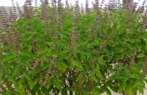 ತುಳಸಿ ಬೀಜ ಸೇವನೆಯಿಂದ ಒತ್ತಡ ಕಡಿಮೆ