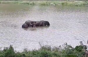 ಮಂಡ್ಯ: ಶಿಂಷಾ ನದಿಯಲ್ಲಿ ಬೀಡುಬಿಟ್ಟ ಕಾಡಾನೆಗಳು
