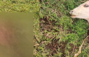 ಹನೂರು: ಚಿರತೆ ದಾಳಿಗೆ ಜಾನುವಾರುಗಳ ಬಲಿ