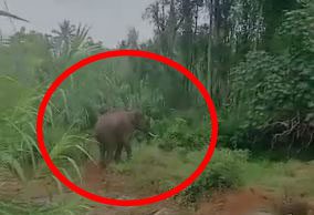 ಮಂಡ್ಯ: ಒಂಟಿ ಸಲಗ ದಾಳಿ, ರೈತನಿಗೆ ಗಂಭೀರ ಗಾಯ