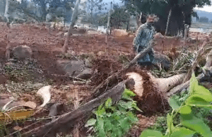 ಬೆಳ್ಳಂಬೆಳಿಗ್ಗೆ ಜಮೀನಿಗೆ ಲಗ್ಗೆ ಇಟ್ಟ ಕಾಡಾನೆಗಳು: ಮಾವಿನ ಮರ, ತೆಂಗಿನ ಮರಗಳ ನಾಶ