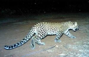 ಹನೂರು: ಚಿರತೆ ದಾಳಿಗೆ 4 ಕುರಿಗಳು ಬಲಿ