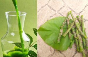 ಅಮೃತ ಬಳ್ಳಿ ಎಲೆಗಳ ರಸ ಸೇವನೆಯಿಂದ ಆರೋಗ್ಯ ಪ್ರಯೋಜನ