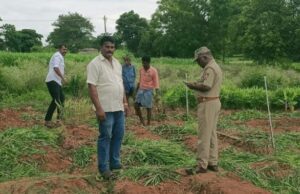 ಹುಣಸೂರು: ಹೊಲದಲ್ಲಿ ಬೆಳೆದಿದ್ದ ಶುಂಠಿ ಕದ್ದೊಯ್ದ ಕಳ್ಳರು