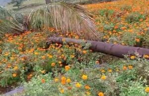 ಕೆಕ್ಕೆಹೊಲ ಗ್ರಾಮಕ್ಕೆ ಕಾಡಾನೆ ಲಗ್ಗೆ; ಚೆಂಡು ಹೂ, ತೆಂಗಿನ ಮರ ನಾಶ