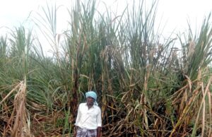 ಮಂಡ್ಯ: ಆಕಸ್ಮಿಕ ಬೆಂಕಿಗೆ 40ಕ್ಕೂ ಹೆಚ್ಚು ಟನ್ ಕಬ್ಬು ನಾಶ