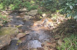 ಬಿಳಿಗಿರಿರಂಗನಾಥ ಹುಲಿ ಸಂರಕ್ಷಿತ ಪ್ರದೇಶದಲ್ಲಿ ಹುಲಿ ಶವ ಪತ್ತೆ