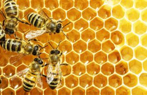 ಜೇನುಹುಳು ಕಚ್ಚಿದ್ದಕ್ಕೆ ಮನೆ ಮದ್ದು