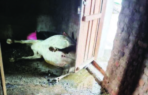 ಆಲೆಮನೆಗೆ ಬೆಂಕಿ: ಹಸು, ಕರು, ಮೇಕೆ ಸಜೀವ ದಹನ