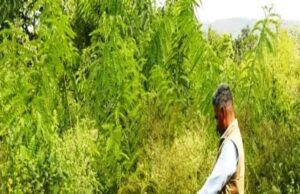 ಬಂಡೀಪುರ ಅಭಯಾರಣ್ಯದಲ್ಲಿ ಹರಡುತ್ತಿರುವ ಸೆನ್ನಾ ಸೆಪ್ಟಾಬ್ಲಿಶ್ ಸಸ್ಯ ತಳಿ