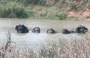 ಚನ್ನಪಟ್ಟಣ: ಕೆರೆಯಲ್ಲಿ ಬೀಡು ಬಿಟ್ಟ ಐದು ಕಾಡಾನೆಗಳು