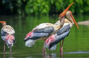 ಕೊಕ್ಕರೆ ಬೆಳ್ಳೂರು