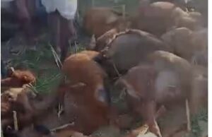 ಗದಗ: ವಿಷಪೂರಿತ ಆಹಾರ ಸೇವಿಸಿ ನೂರಾರು ಕುರಿಗಳ ಸಾವು