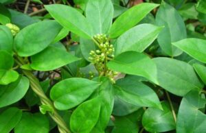 ಮನೆಮದ್ದು: ಮಧು ನಾಶಿನಿ (ಗುರ್ಮಾರ್)