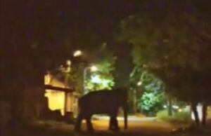 ರಾಮನಗರ: ಶ್ರೀ ರಂಗನಾಥ ಸ್ವಾಮಿ ದೇವಾಲಯದ ಬಳಿ ಕಾಣಿಸಿಕೊಂಡ ಒಂಟಿ ಸಲಗ