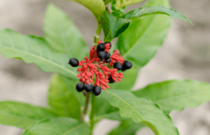 ಮನೆಮದ್ದು: ಸರ್ಪಗಂಧ ಚೂರ್ಣ