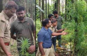 ಅಡಿಕೆ ತೋಟದಲ್ಲಿ ಗಾಂಜಾ ಬೆಳೆದಿದ್ದ ಇಬ್ಬರ ಬಂಧನ: 2 ಕೆಜಿ 164 ಗ್ರಾಂ ಹಸಿ ಗಾಂಜಾ ವಶ