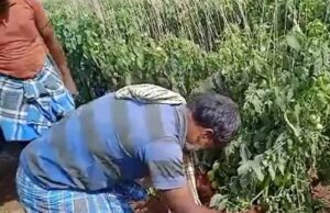 ಹಳೆ ದ್ವೇಷಕ್ಕೆ ಟೊಮೆಟೊ ಬೆಳೆ ನಾಶ: ಮುಗಿಲು ಮುಟ್ಟಿದ ರೈತನ ಆಕ್ರಂದನ