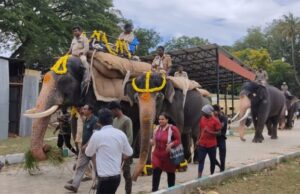 ದಸರಾ-2023: ಕ್ಯಾಪ್ಟನ್ ಅಭಿಮನ್ಯುವಿಗೆ ಭಾರ ಹೊರುವ ತಾಲೀಮು ಆರಂಭ