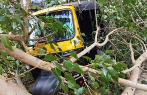 ಮರ ಬಿದ್ದು ಮೂರು ಆಟೋಗಳು ಜಖಂ: ಅಪಾಯದಿಂದ ಚಾಲಕರು ಪಾರು