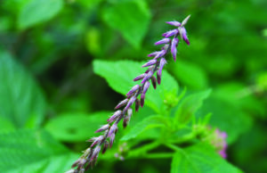 ಉತ್ತರಣೆ (achyranthes aspera)