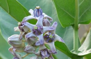 ಎಕ್ಕದ ಗಿಡ